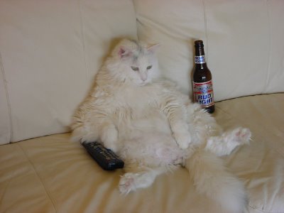Funny Cat Pictures Funny Cat Pictures
