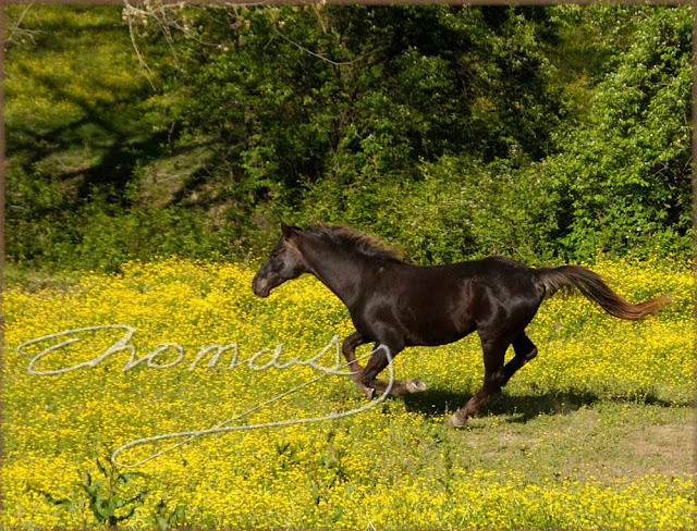 Photo of horese running in field, assignment photo by thomas haynes Photo of horese running in field, assignment photo by thomas haynes