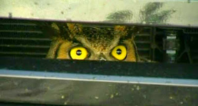 Florida Owl Stuck in Grill of SUV