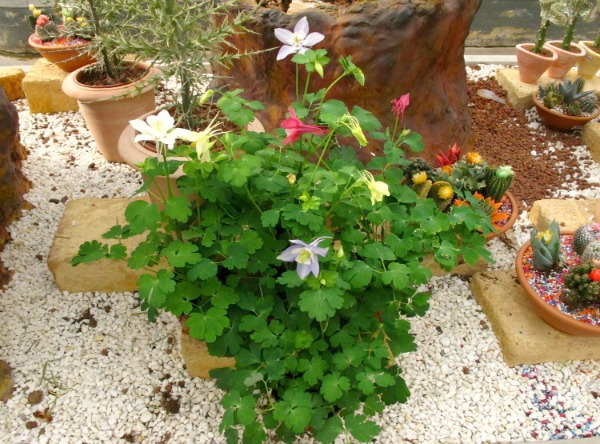 Aquilegia caerulea