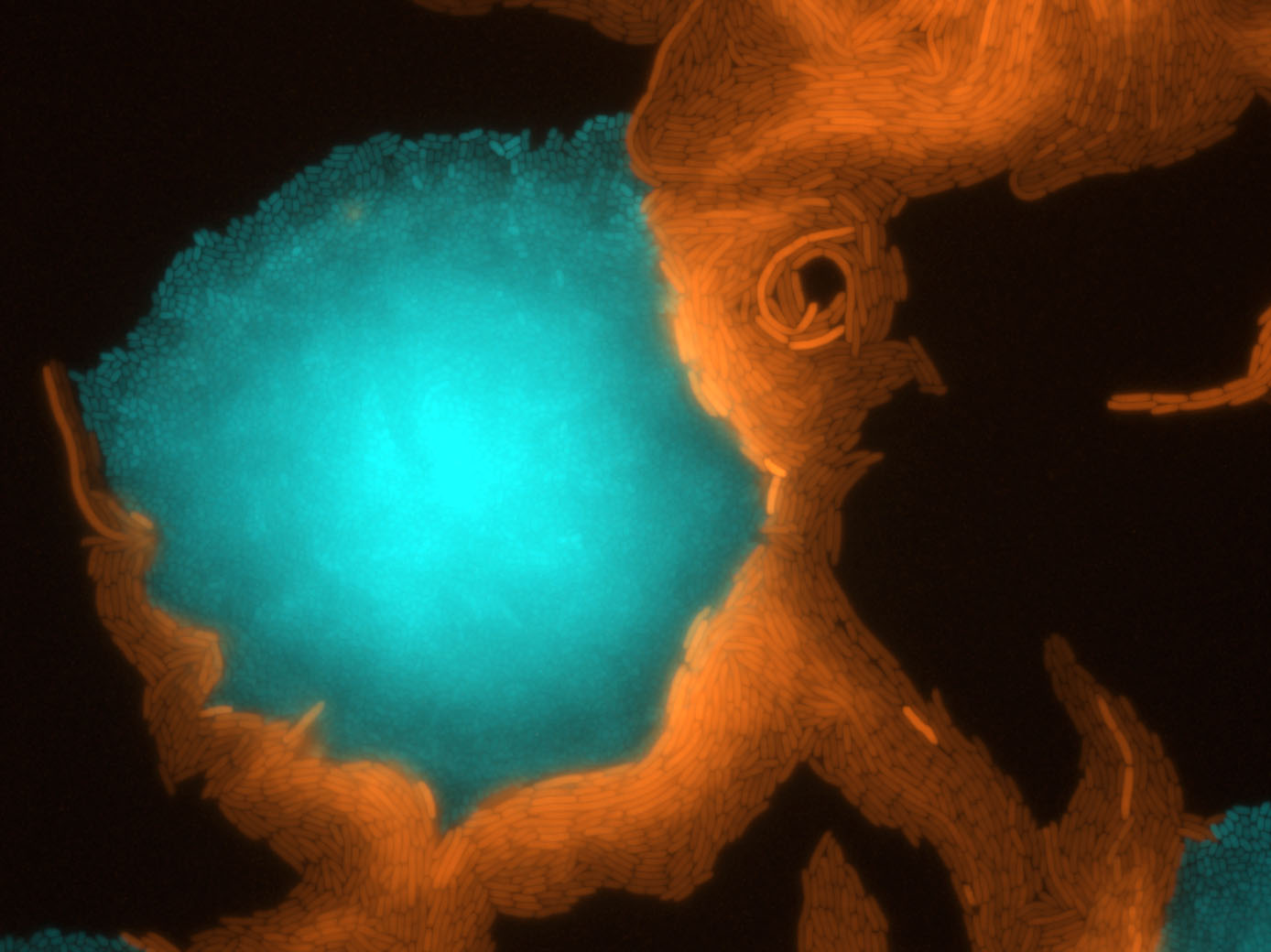 Of Bacteria and Men Fluorescent bacteria under the microscope