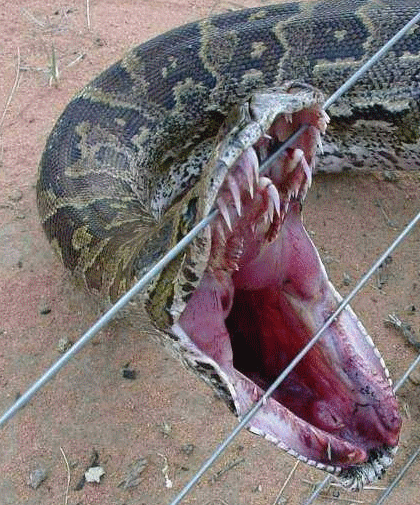 Snakes In Iraq
