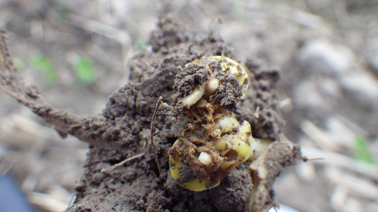 It's a bug's life Seeing maggots in your beans?