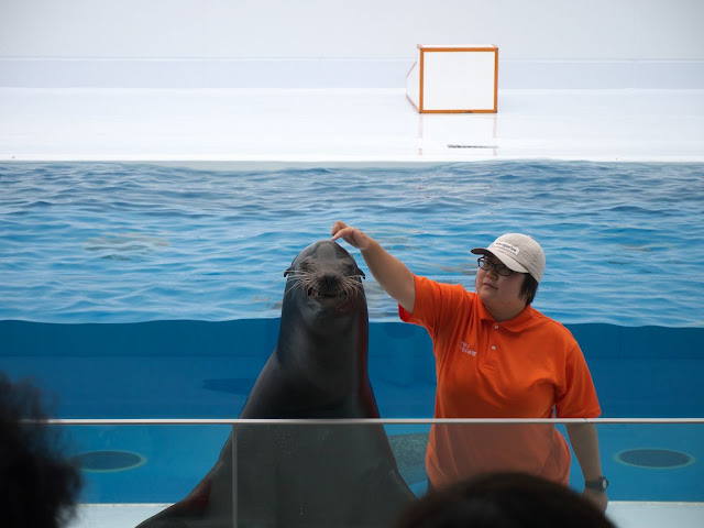 加茂水族館 アシカショー(オス)