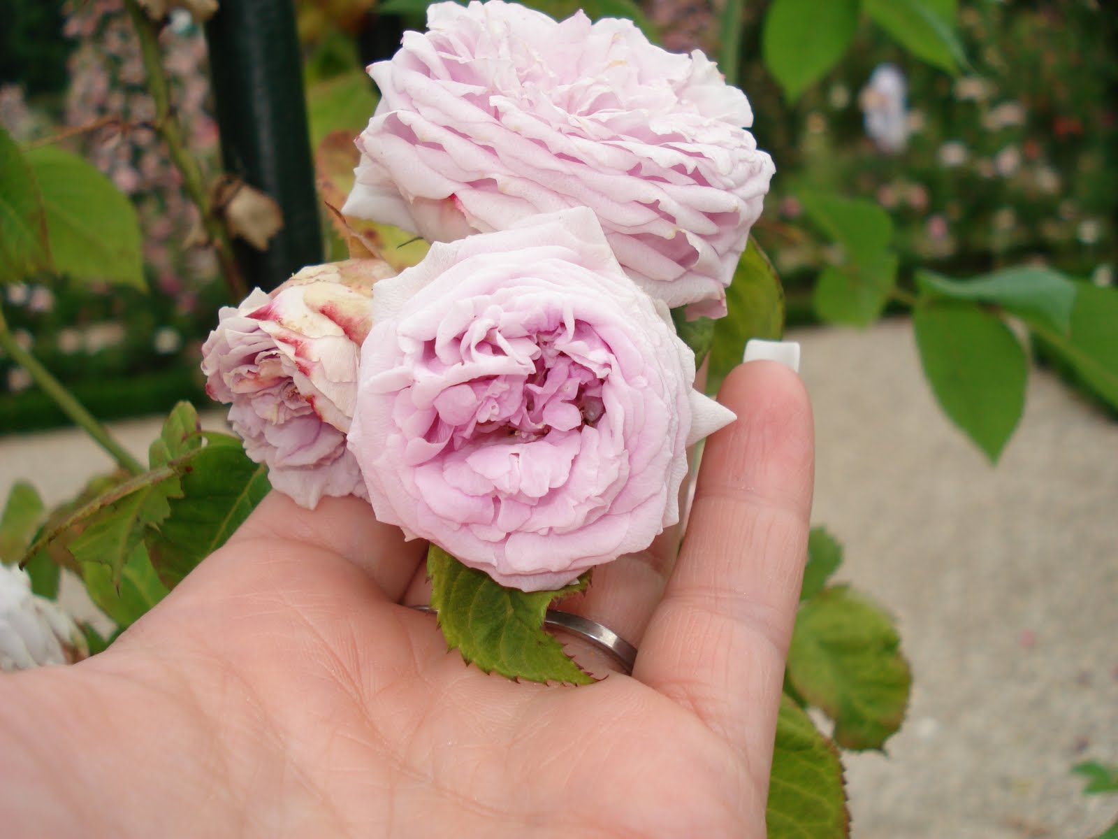 What Is Rose In French at Mary Adolph blog