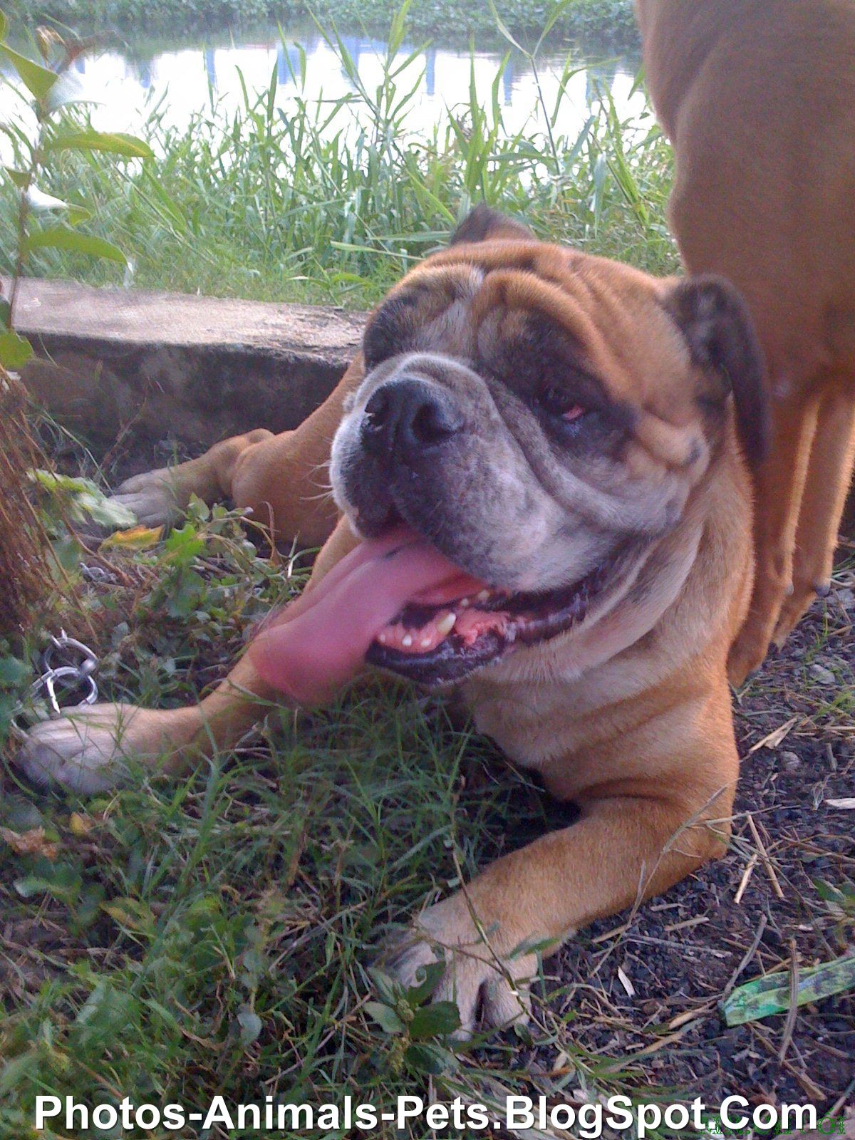 Dangerous of Wild Animals English bulldogs