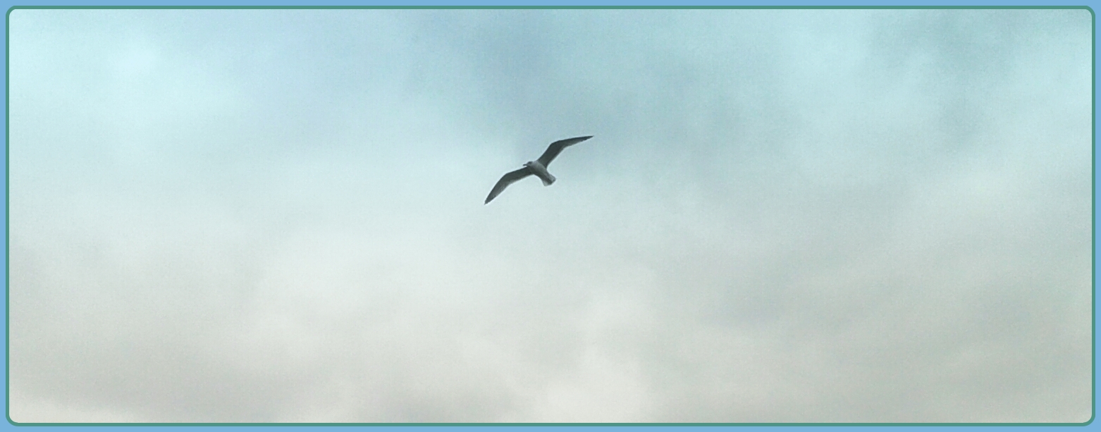 EKMEKÇİKIZ: öğrendiklerimizle unuttuklarımız arasında geçen zamana