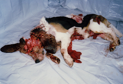 Beagle morto nos laboratórios da Huntingdon Life Sciences - foto tirada por ativista da SHAC