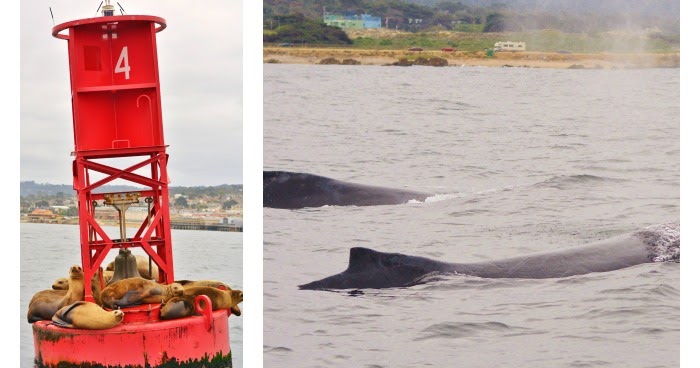 fast boat whale watching monterey life with 4 boys whale watching in monterey with fast fast boat whale watching monterey life with 4 boys whale watching in monterey with fast