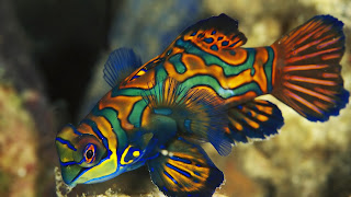 Mandarin Fish Wallpaper
