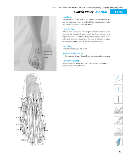 Acupuncture Masters Acupuncture Points Database Stomach channel