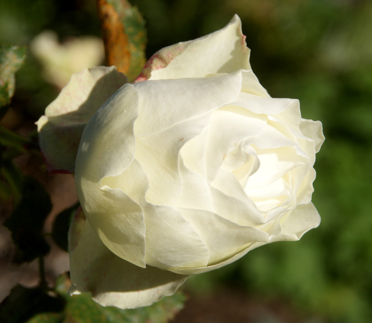 Organic Garden Dreams January Roses