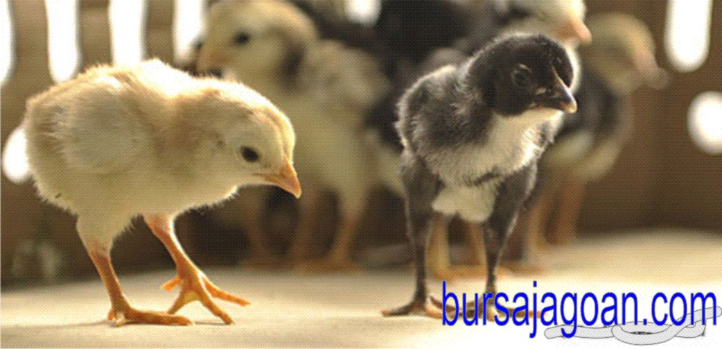 pencetak anak ayam unggul babon cetak adalah ayam betina dewasa yang ... pencetak anak ayam unggul babon cetak adalah ayam betina dewasa yang ...