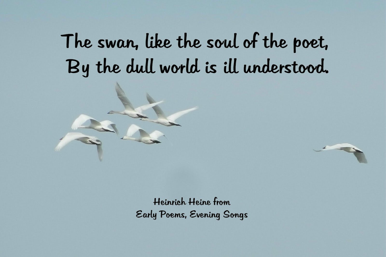 Swan Quotes. QuotesGram