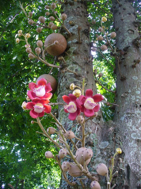 Cannonball Tree