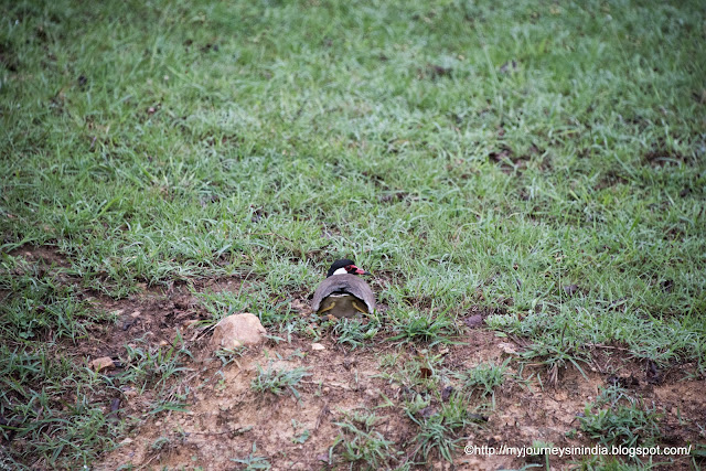 Red wattled lapwing Bandipur Forest