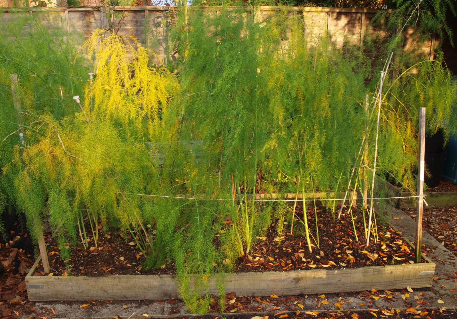 Mark's Veg Plot Game Over for the Asparagus