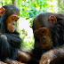 Captive chimps thumbnail