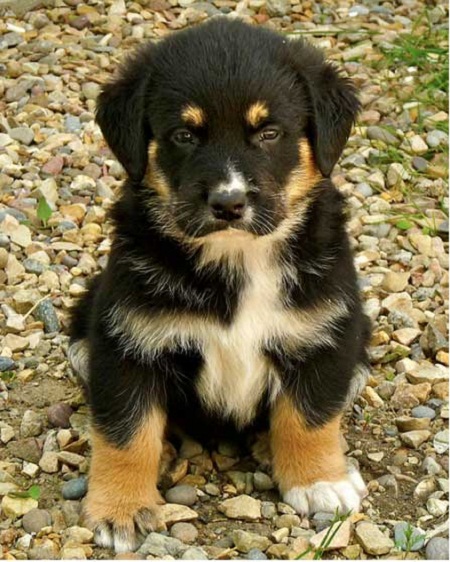 rottweiler shepherd mix puppies for sale cool pets 4u rottweiler and german shepherd mix puppies rottweiler shepherd mix puppies for sale cool pets 4u rottweiler and german shepherd mix puppies