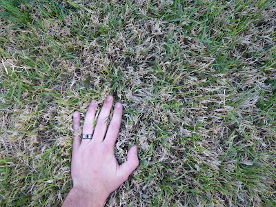 bermuda grass