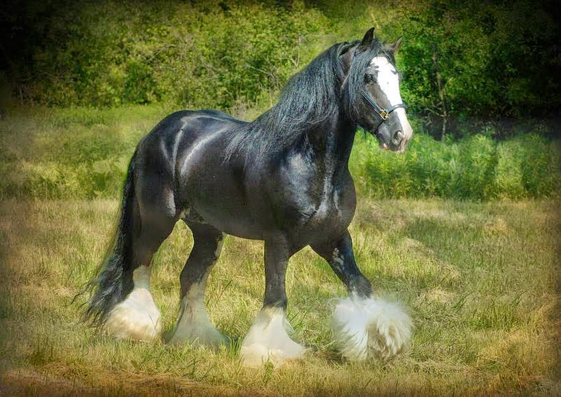 fotos-de-caballos-negros-de-cuerpo-entero caballos-negros-con-plumas-en-las-patas