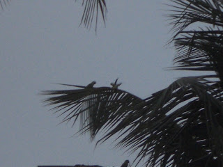 Oiseaux Sri Lanka