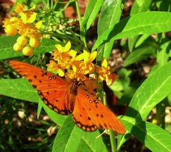 Renee's Garden Seeds: Renee's Blog: Creating a Butterfly Garden