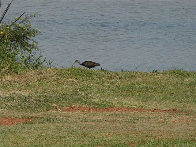 Top 10: aves do Pantanal Socó