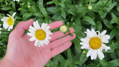 Shasta daisy, Leucanthemum x superbum