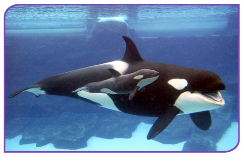 Big Killer Whale