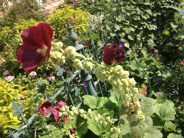 oxblood flower
