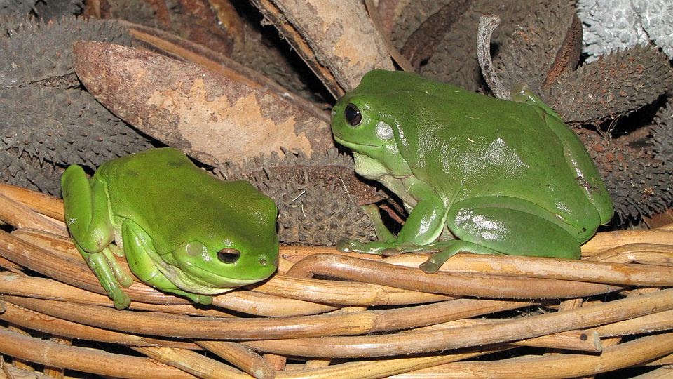 krafty panda What do you call a group of frogs?