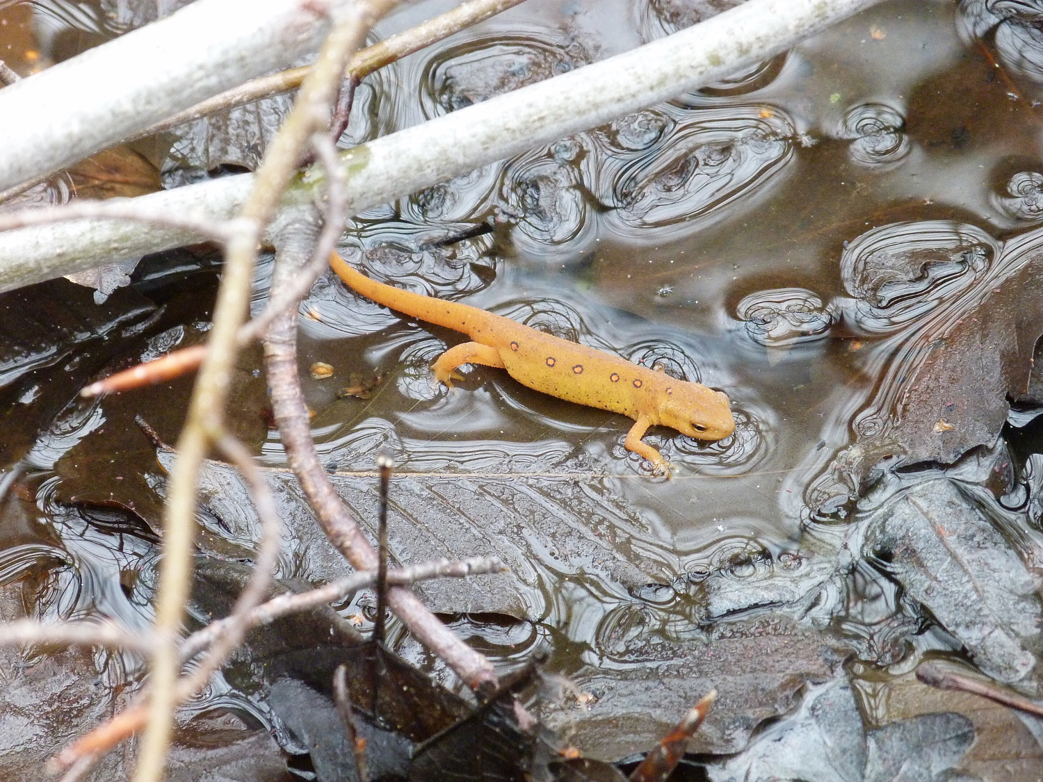 brook trout eggs