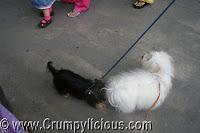 walk your pet