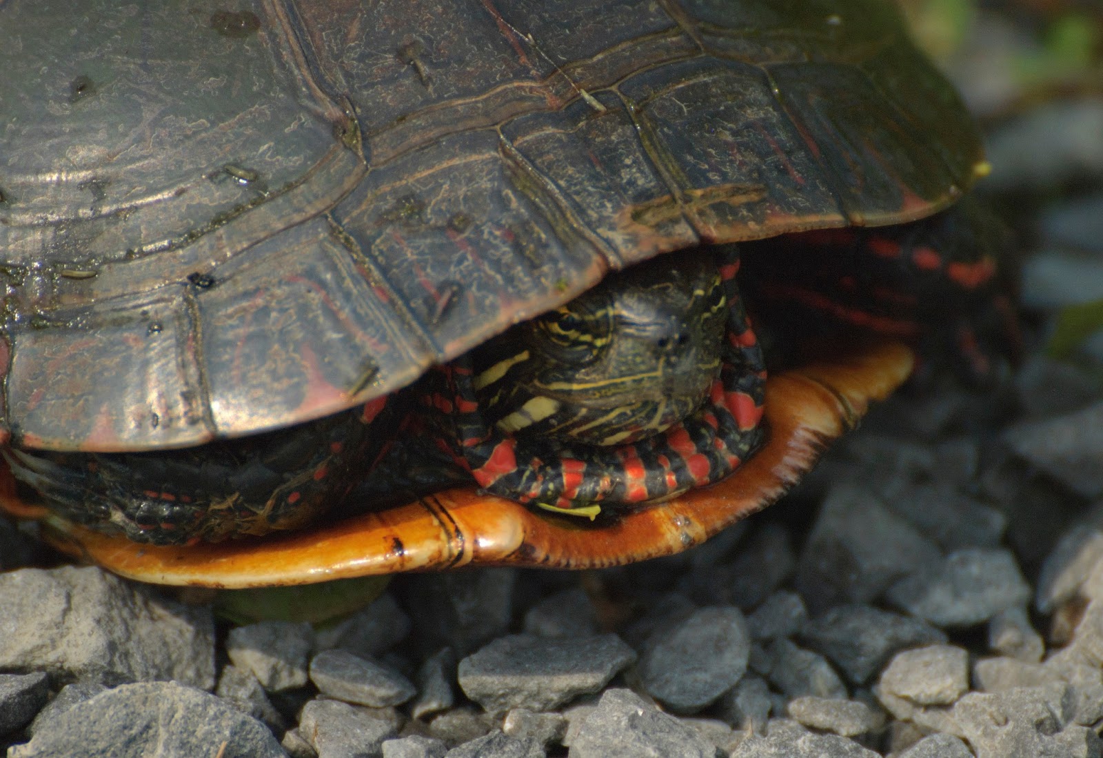 painted turtle