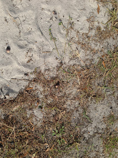 Can you see the acorns on the ground? Well, that's what Bo and Coach were interested in . Can you see the acorns on the ground? Well, that's what Bo and Coach were interested in .