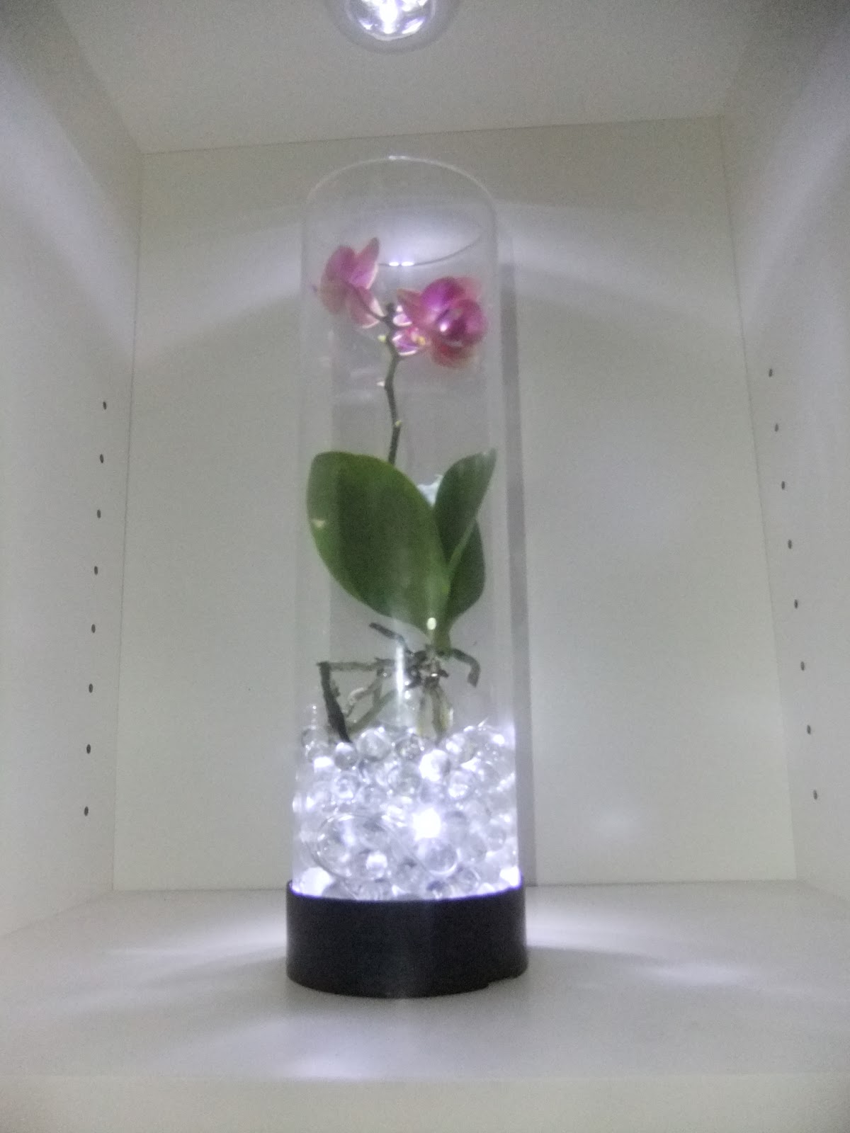 Sirnach orchideen