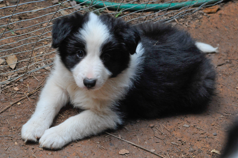 puppy tips the modern bark tips ten puppy teething survival tips puppy tips the modern bark tips ten puppy teething survival tips