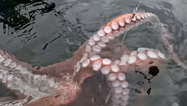 A big octopus caught by Kayak Fishers.