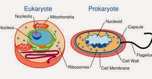 Struktur Sel Prokariotik dan Eukariotik
