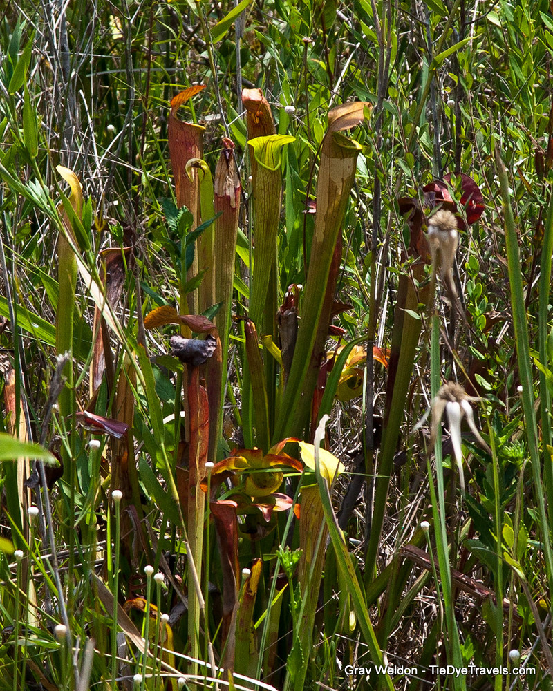 Tie Dye Travels with Kat Robinson Author, Arkansas Food