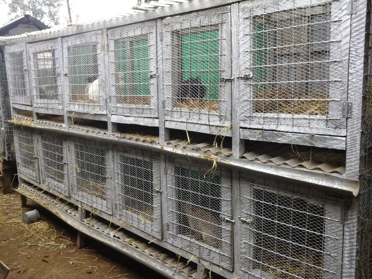 The Nairobi International Trade Fair 2014 Rabbit Farming Kerosi Blog