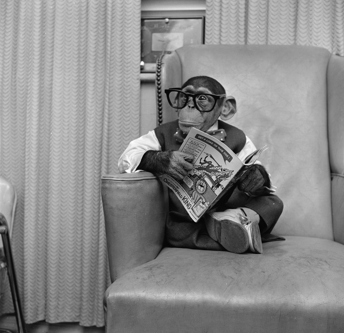 40 Amazing Historical Pictures - Some of the best vintage pictures from history feature animals acting as intelligent as humans. 40 Amazing Historical Pictures - Some of the best vintage pictures from history feature animals acting as intelligent as humans.