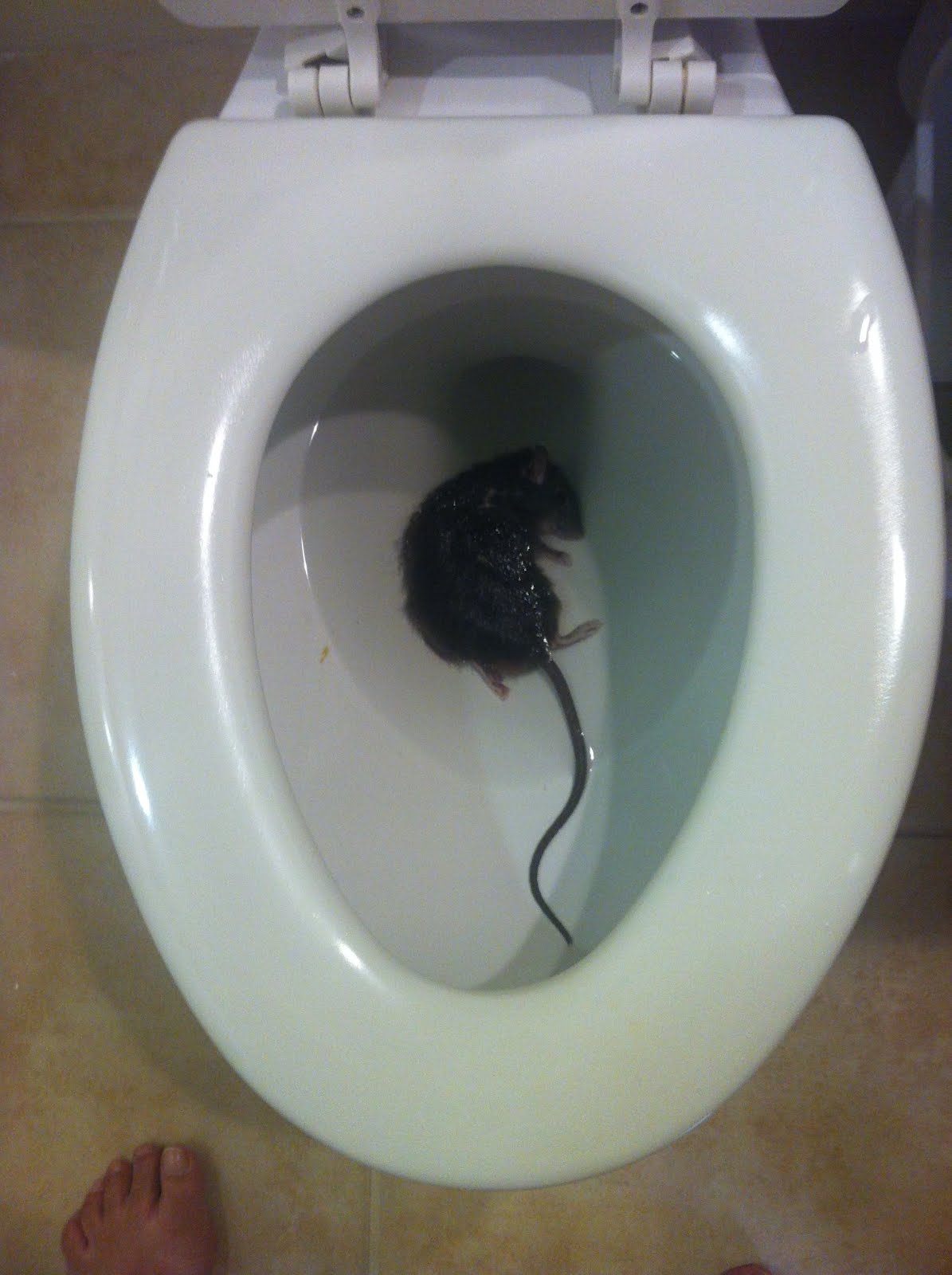 Rat: Rat In Toilet Rat: Rat In Toilet