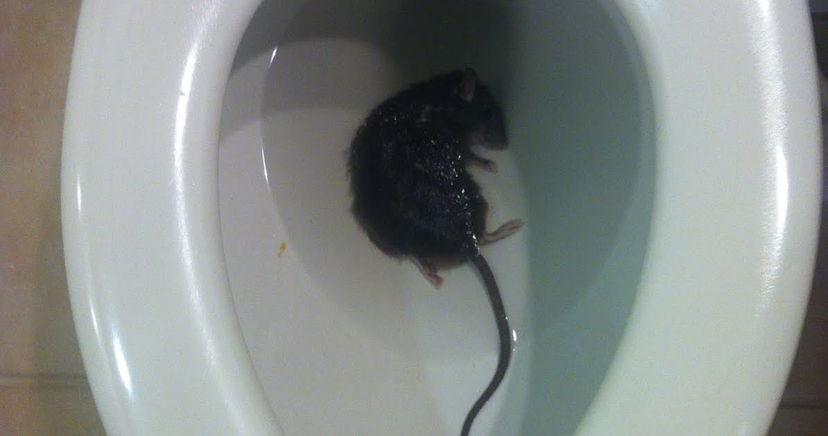 HomeKeeping for All What to do if a Rat Pops out of your Toilet!