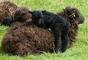 Nos moutons d'Ouessant, race rare de  Bretagne