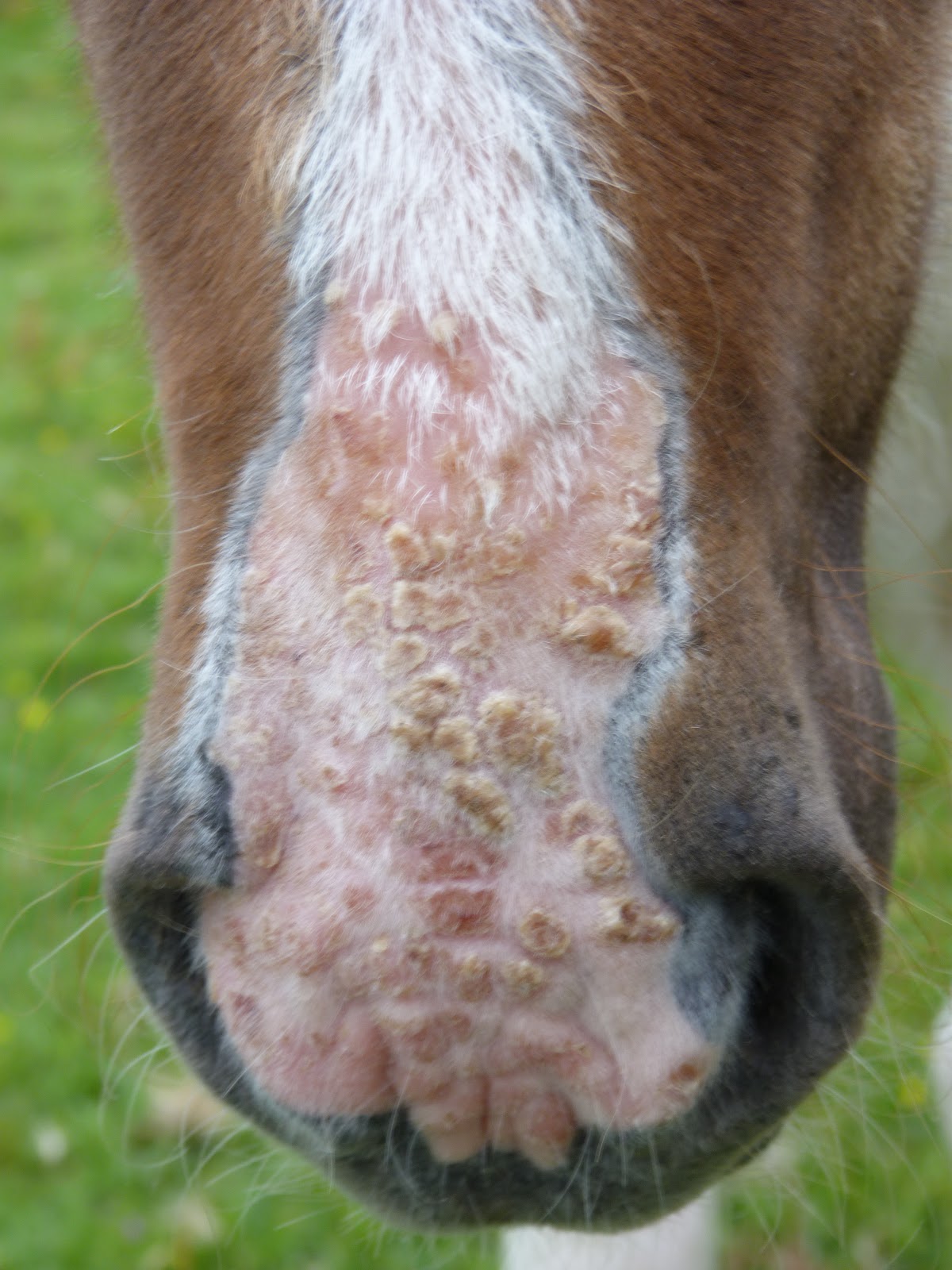 Dry Skin Around Horses Eyes at Frances Toland blog