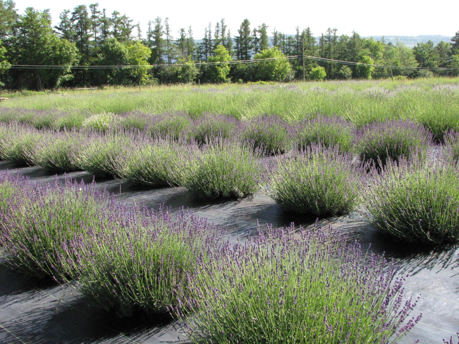 Lockwood Lavender Farm U Pick Lavender this Weekend