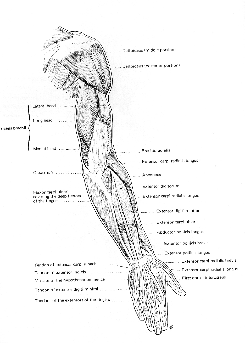 Figure Drawing and Anatomy: April 2011