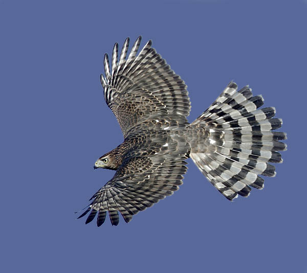 Cooper's Hawk A Wild Bird Amazing Facts The Wildlife